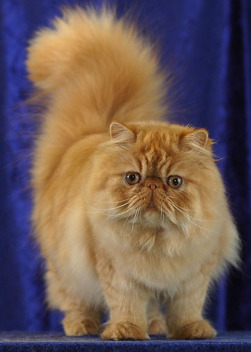 Persian (cat)